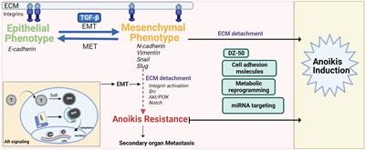 Anoikis in phenotypic reprogramming of the prostate tumor microenvironment